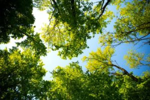 The Environmental Benefits of Landscaping: An image of trees providing shade.