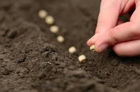 Is Your Commercial Property Ready for Spring?: A photo of a hand planting seeds in soil.