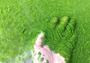 Why is power sweeping so important?: A photo of a hand running through a green algal bloom.