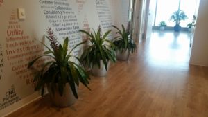 Indoor Landscaping: Some potted plants in a hallway.