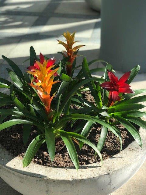 Indoor Landscaping: An attractive arrangement of plants in a stone pot.