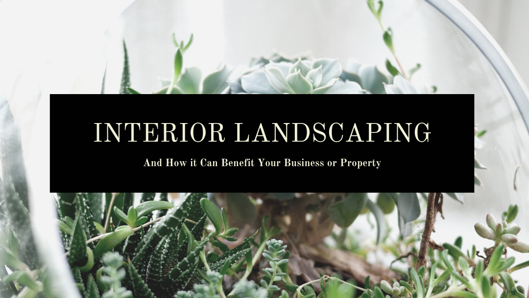 A terrarium and the text: Interior Landscaping and how it can benefit your business or property.