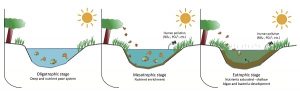A diagram illustrating the process of eutrophication, caused by excess phosphorus. 