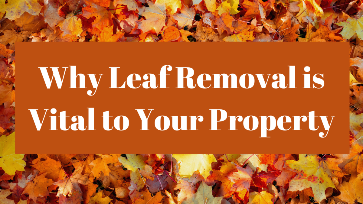 An image of fallen leaves with the text: Why Leaf Removal is Vital for Your Property