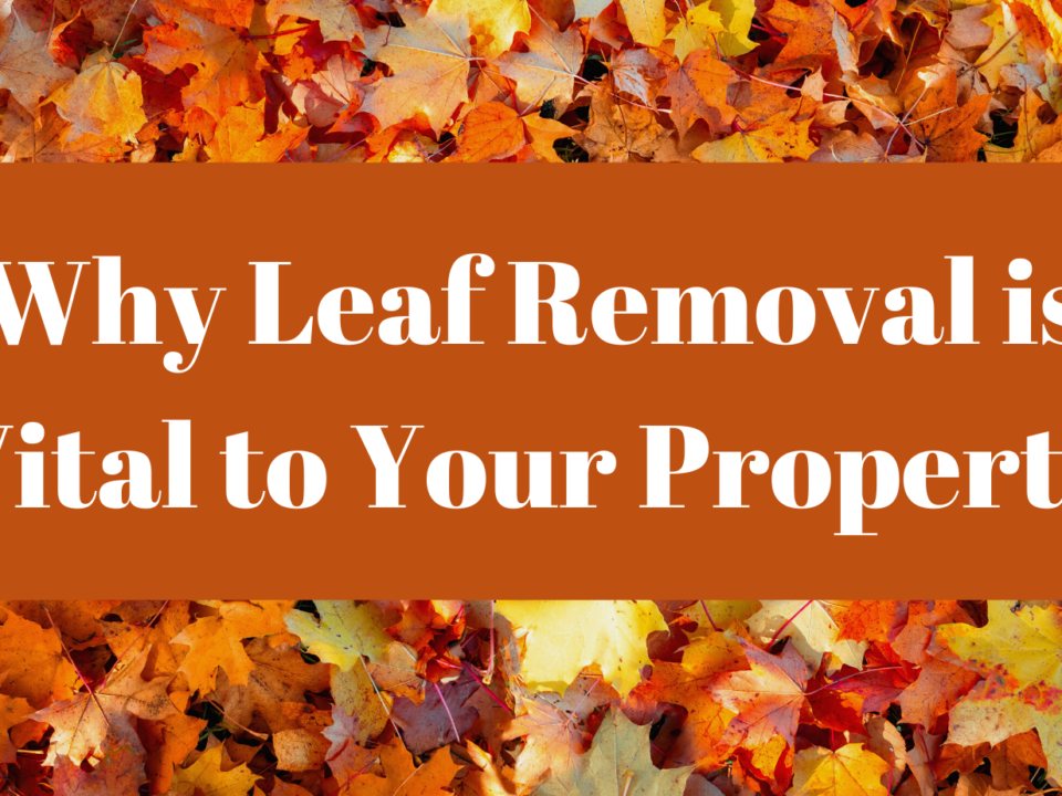An image of fallen leaves with the text: Why Leaf Removal is Vital for Your Property