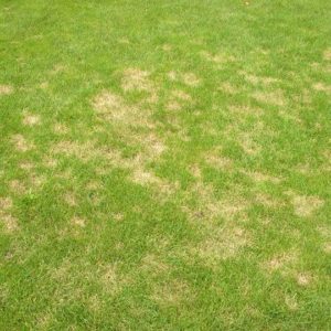 An image of some lawn mold, often referred to as "dollar spots."