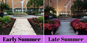 Photos of some annuals when they were first planted in early summer and how they looked in late summer.