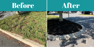 Before and after photos of shrubbery being removed--General Landscape Maintenance
