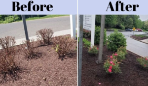 Spring is here! Shrubs before and after