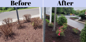 Spring maintenance: Before and After of dead flower removal and new flower installation. 
