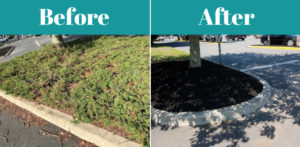 Why Landscaping is Worth the Investment: Before and After photos of shrub removal.
