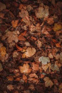 Autumn Checklist: An image of fallen leaves