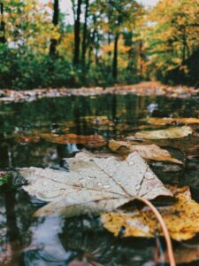 Fall flood prevention: A photo of leaves in a puddle.