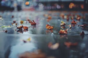 Fall Flood Prevention: A photo of fallen leaves on concrete in the rain. 