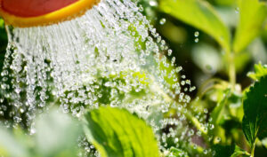 Commercial Landscaping Services - Watering