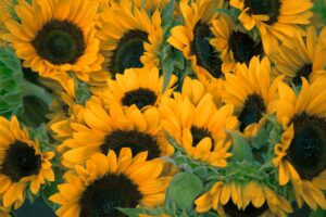 A photo of sunflowers.