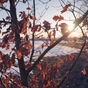 A photo of sunlight shining through a nearly bare tree of red leaves.