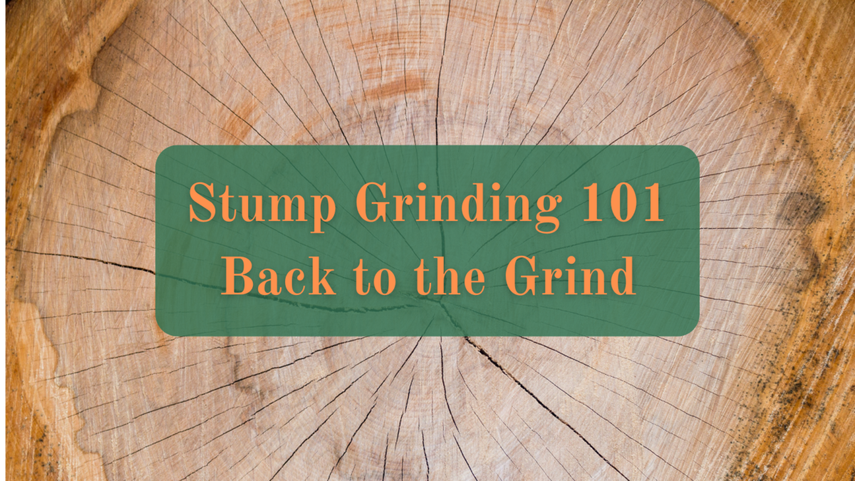 A photo of the top of a tree stump with the text, "Stump Grinding 101: Back to the Grind."