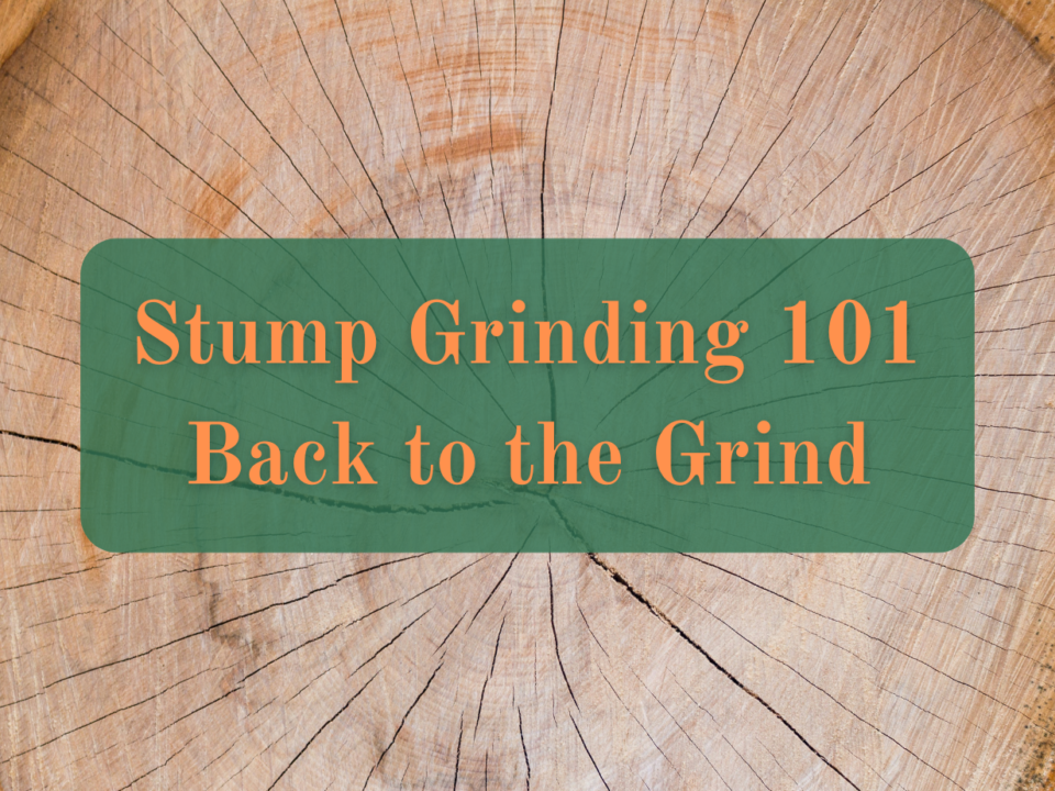 A photo of the top of a tree stump with the text, "Stump Grinding 101: Back to the Grind."